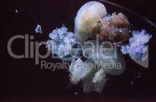 Golden jelly, Phyllorhiza punctata