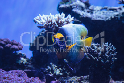 Blue faced angelfish Pomacanthus xanthometopon