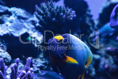 Blue faced angelfish Pomacanthus xanthometopon