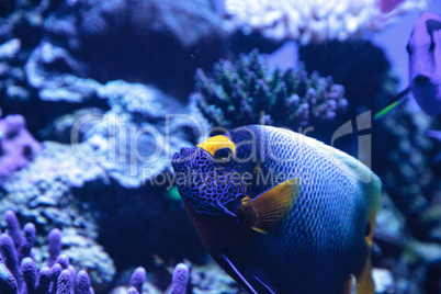 Blue faced angelfish Pomacanthus xanthometopon