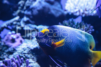 Blue faced angelfish Pomacanthus xanthometopon