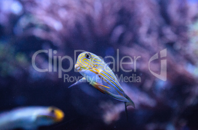 Striped surgeonfish Acanthurus lineatus