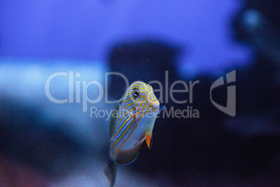 Striped surgeonfish Acanthurus lineatus