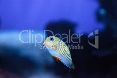 Striped surgeonfish Acanthurus lineatus