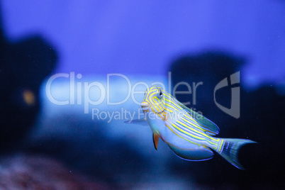 Striped surgeonfish Acanthurus lineatus