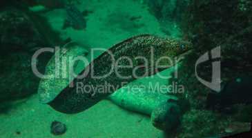 California moray eel Gymnothorax mordax