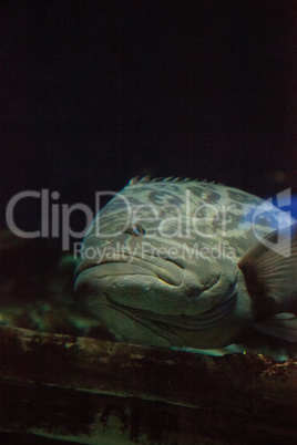 Broomtail grouper fish Mycteroperca xenarcha