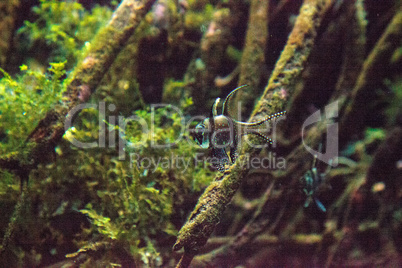 Banggai Cardinalfish Pterapogon kauderni