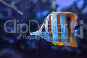 Copper-banded butterflyfish, Chelmon rostratus