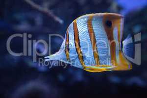 Copper-banded butterflyfish, Chelmon rostratus