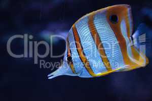 Copper-banded butterflyfish, Chelmon rostratus