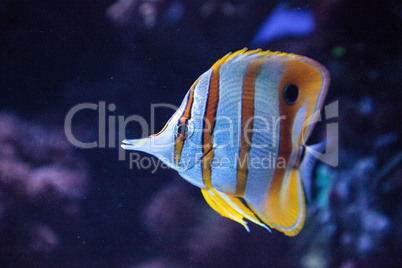 Copper-banded butterflyfish, Chelmon rostratus