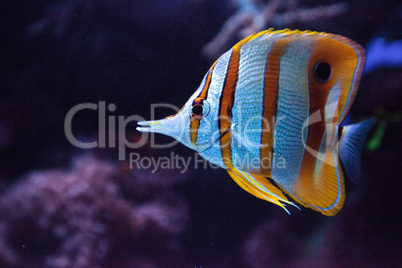 Copper-banded butterflyfish, Chelmon rostratus