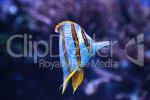 Copper-banded butterflyfish, Chelmon rostratus