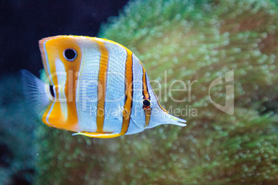 Copper-banded butterflyfish, Chelmon rostratus