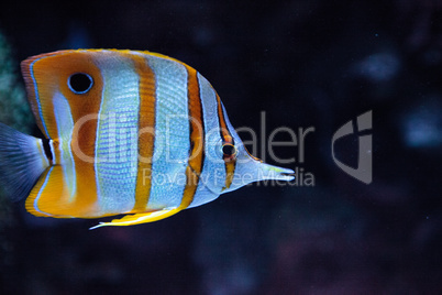 Copper-banded butterflyfish, Chelmon rostratus