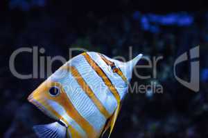 Copper-banded butterflyfish, Chelmon rostratus