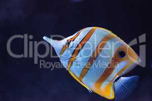 Copper-banded butterflyfish, Chelmon rostratus