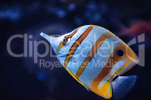 Copper-banded butterflyfish, Chelmon rostratus