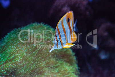 Copper-banded butterflyfish, Chelmon rostratus