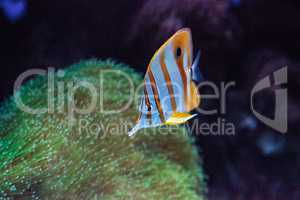 Copper-banded butterflyfish, Chelmon rostratus