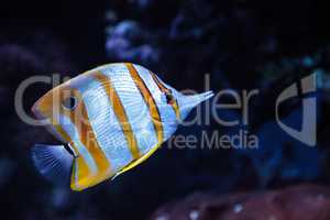 Copper-banded butterflyfish, Chelmon rostratus