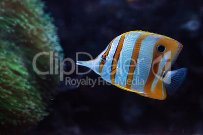 Copper-banded butterflyfish, Chelmon rostratus