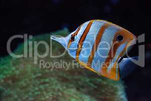 Copper-banded butterflyfish, Chelmon rostratus