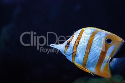 Copper-banded butterflyfish, Chelmon rostratus