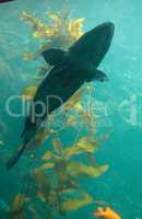 Giant sea bass fish Stereolepis gigas