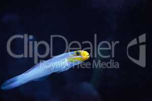 Sleeper Gold Head Goby fish Valenciennea strigata