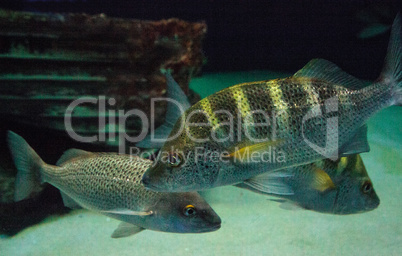 Graybar grunt fish Haemulon sexfasciatum