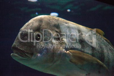 Golden Trevally fish Gnathanodon speciosus