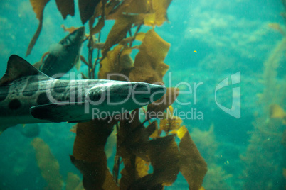 Leopard shark Triakis semifasciata is a species of carpet shark