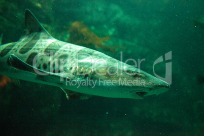 Leopard shark Triakis semifasciata is a species of carpet shark