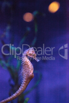 Longsnout seahorse known as Hippocampus reidi