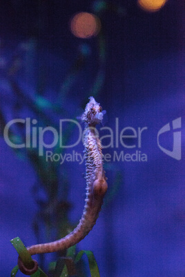 Longsnout seahorse known as Hippocampus reidi