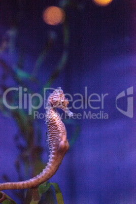 Longsnout seahorse known as Hippocampus reidi