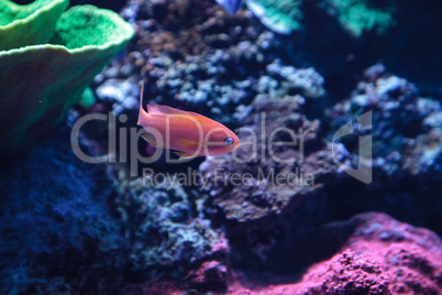 Lyretail Anthias fish known as Pseudanthias squamipinnis