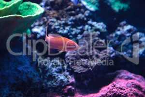 Lyretail Anthias fish known as Pseudanthias squamipinnis