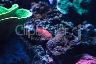 Lyretail Anthias fish known as Pseudanthias squamipinnis