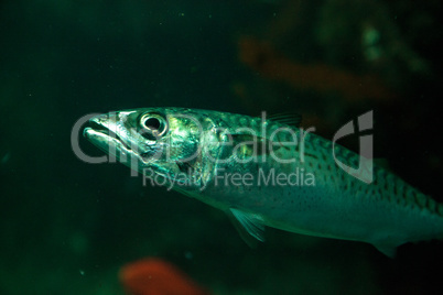 Pacific sardine fish Sardinops sagax