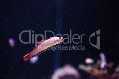 Purple cap firefish, Nemateleotris decora