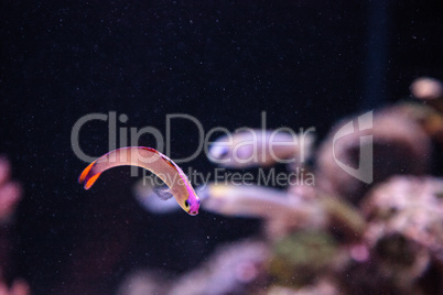 Purple cap firefish, Nemateleotris decora