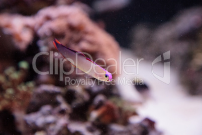 Purple cap firefish, Nemateleotris decora