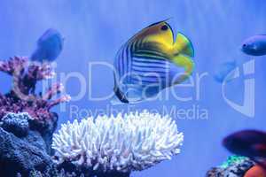 Raccoon butterflyfish Chaetodon lunula