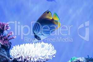 Raccoon butterflyfish Chaetodon lunula