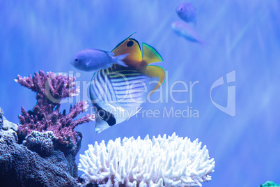 Raccoon butterflyfish Chaetodon lunula