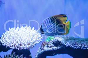 Raccoon butterflyfish Chaetodon lunula