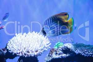 Raccoon butterflyfish Chaetodon lunula